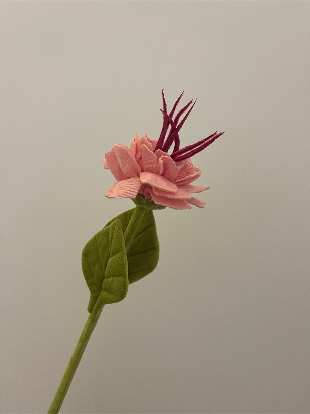 CJ Hendry plush pink ranunculus flower